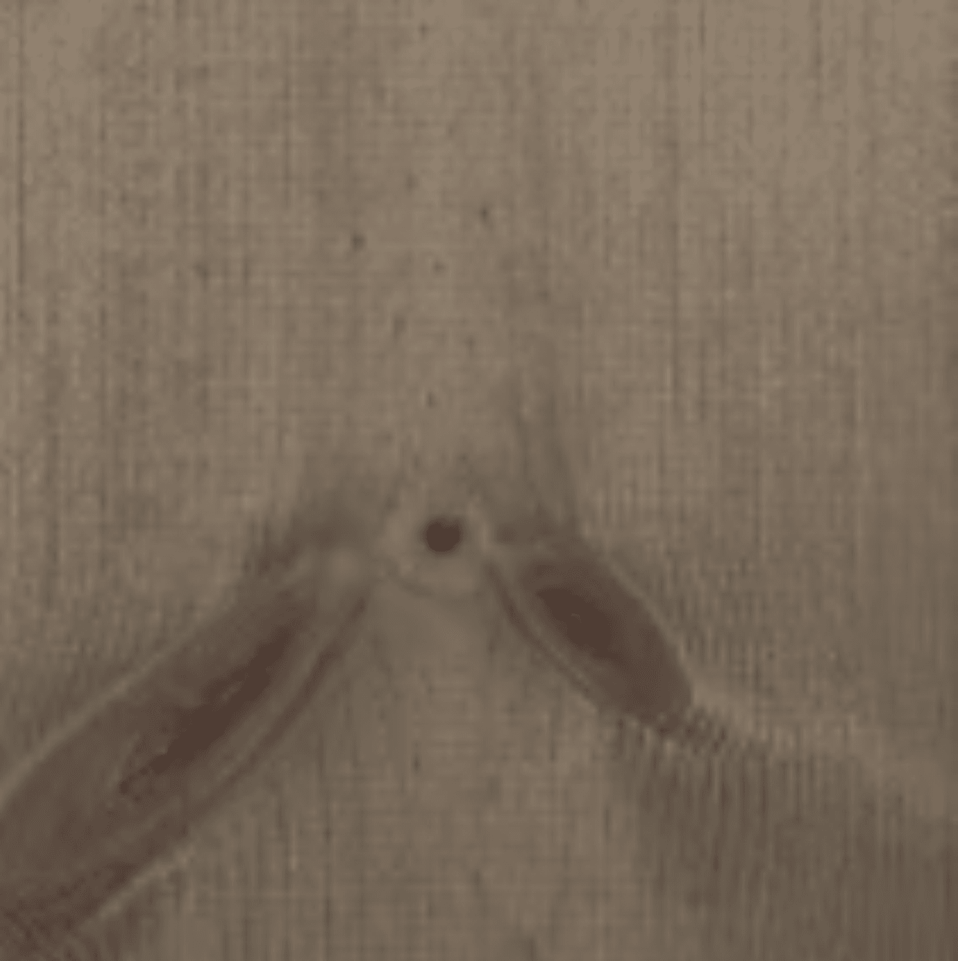 Osmo Oljebeis eksteriør